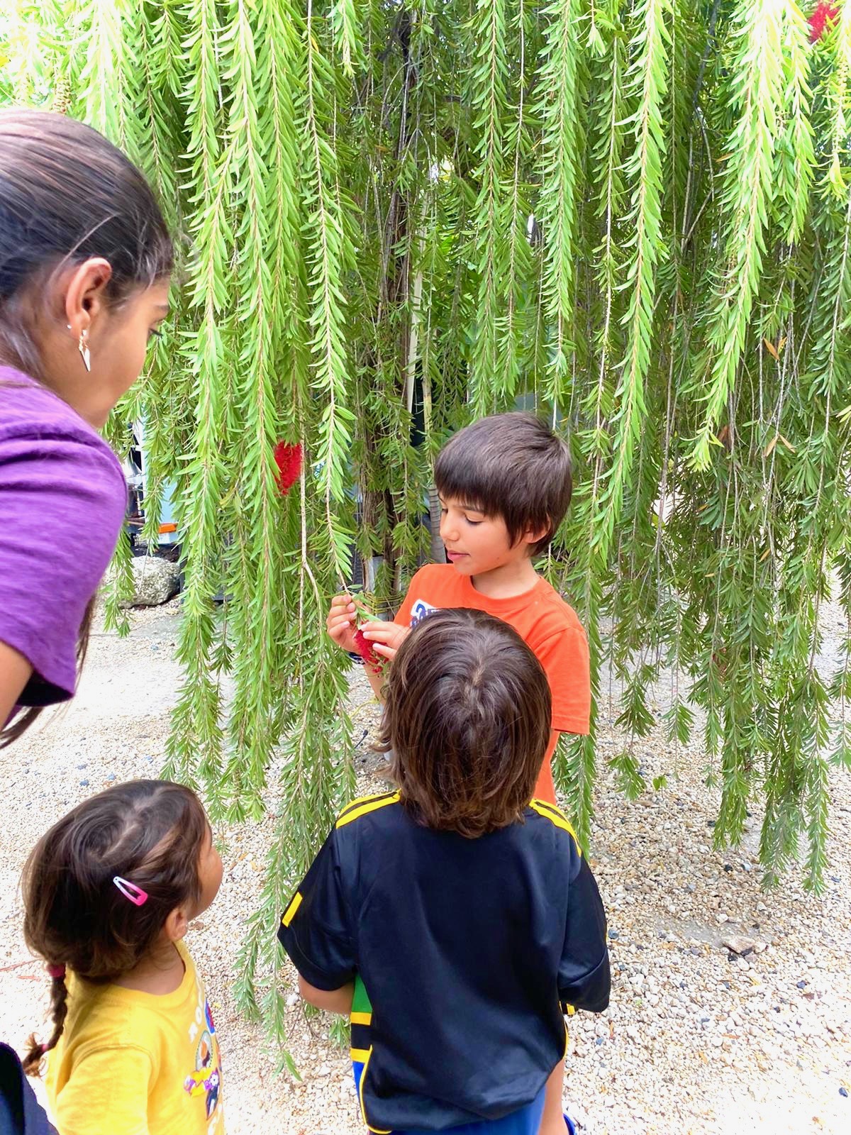 Children gathered curiously beneath the hanging branches of a flowering tree