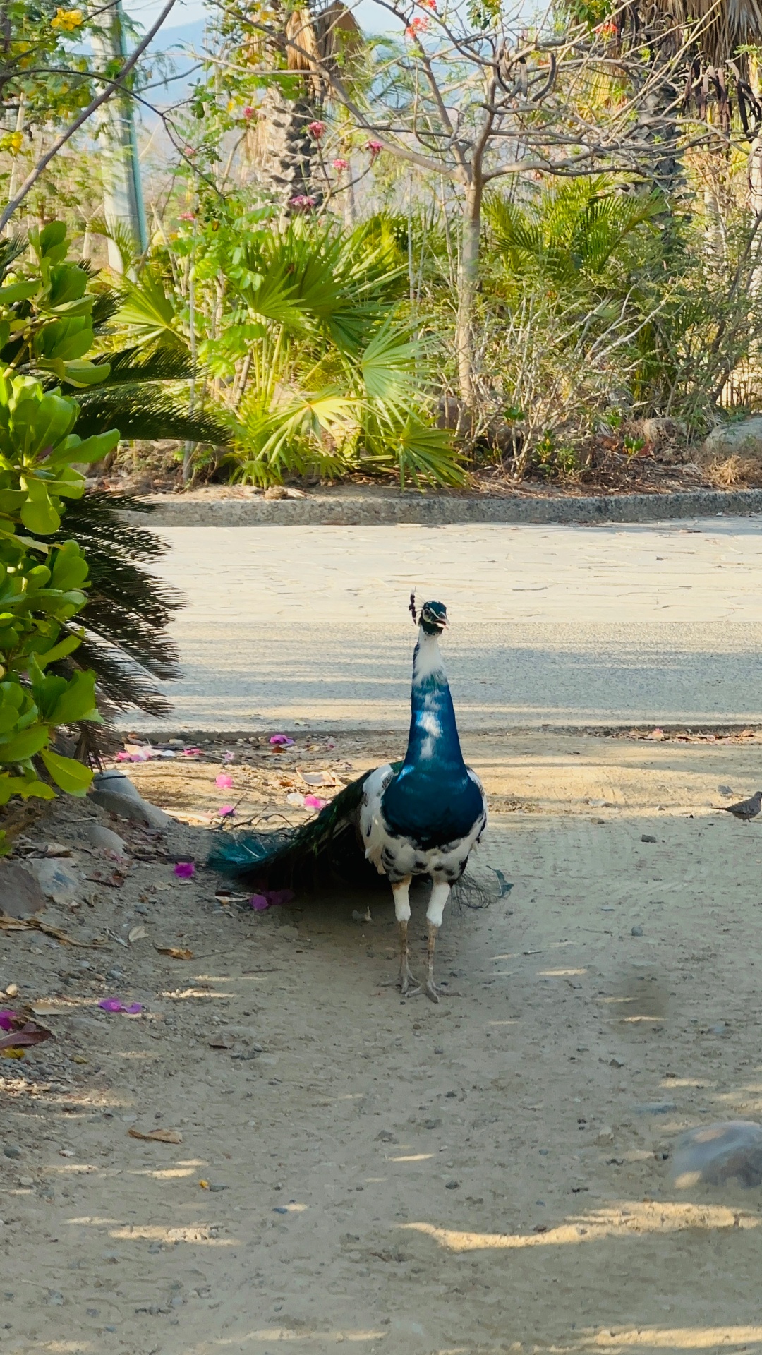 A peacock walking through the gardens at MUSA